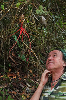 Patrick Blanc much impressed by the bright red leaves of a flowering Tillandsia bulbosa, Chiquibul NP, Belize, Jan. 2020