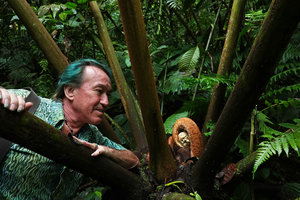 Patrick Blanc much impressed by the young emerging new frond of the huge fern Angiopteris microura, Imbu Rano, Kolombangara, Solomon Islands, Sept. 2019