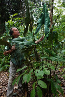 Patrick Blanc much intrigued by a huge Alocasia cf. princeps, the leaf reaching 2,50 m in total length, somewhat similar to the one distributed under the name Purple Cloak, Sukau, Kinabatangan, Sabah, Borneo, July 2022