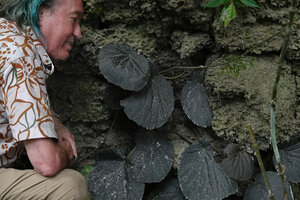Patrick Blanc much intrigued by an almost black leaved form of Begonia galeolepis at the base of a karst cliff, Seram, Moluccas, April 2024