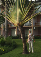 Patrick Blanc much intrigued by a single stemmed Ravenala with prominent brown drying leaf sheath margin, Tanga, Tanzania, Jan. 2021