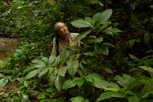 Patrick Blanc much intrigued by a Solanaceae species of the Witheringia alliance, with strongly anisophyllous and succulent leaves reminiscent of some Gesneriaceae, Utria NP, Choco, Colombia, Nov.2016