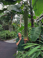 Patrick Blanc much intrigued by the almost endless infructescence of Musa Thousand Fingers, Botanical Gardens, Singapore, Aug. 2018