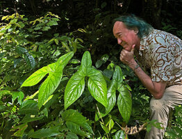 Patrick Blanc much intrigued by the butterfly shape of the Cyrtosperma macrotum leaves, Manokwari, West Papua, May 2025