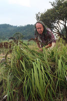 Patrick Blanc much intrigued by the dark brown inflorescences of Gahnia javanica, Dieng, Wonosobo, Java, May 2018
