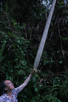Patrick Blanc much intrigued by the huge stilt root and the fibrous cap of a Pandanus, Wara Barat, Palopo, South Sulawesi, June 2019