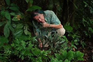 Patrick Blanc much intrigued by the numerous thick leaves of Arisaema cf. filiforme, Danum Valley, Sabah, Borneo, July 2022