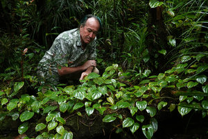Patrick Blanc much intrigued by the Streptolirion looking heart shaped leaves of the much branched climbing Medinilla cf. anisophylla, Imbu Rano, Kolombangara, Solomon Islands, Sept. 2019