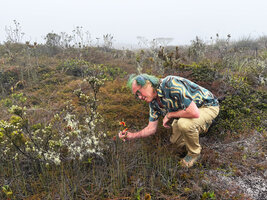 Patrick Blanc observes Dendrobium subclausum in upland savanna, Anggi Lakes, 2300 m asl, Arfak Mts, West Papua, May 2025