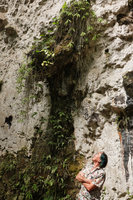 Patrick Blanc observing a Begonia siregarii  on the humid  ledge of a vertical limestone rock at the base of Gunung Kongkang, Buntu Pune, Tana Toraja, South Sulawesi, June 2019