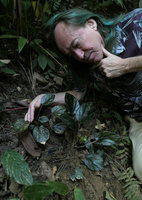 Patrick Blanc observing  Begonia kingdon-wardii with dark brown symmetrical leaves and fleshy fruits, Putao, Kachin, Myanmar, Dec. 2017