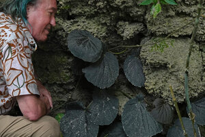 Patrick Blanc observing a black leaved form of Begonia galeolepis emerging from a karst cliff, Seram, Moluccas, April 2024
