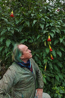 Patrick Blanc observing a bright red and yellow flowered form of Brugmansia sanguinea, Cayambe Coca NP, 3500 m asl, Ecuador, Aug. 2021