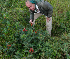 Patrick Blanc observing Acanthus sennii at the edge of Harenna forest, in overgrazed grassland, Bale NP, 2300 m asl, Ethiopia, Jan. 2019