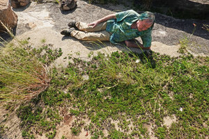 Patrick Blanc observing a carpeting population of Selaginella tamariscina on sandy substrate, Nui Chua NP, Vietnam, Nov. 2019