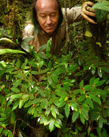 Patrick Blanc observing a clump of Begonia (Symbegonia) strigosa, Rondon Ridge, 2000 m asl, Mount Hagen, Papua New Guinea, March 2016