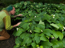 Patrick Blanc observing a clump of Deinanthe bifida, Botanical Garden, Berlin, June 2023