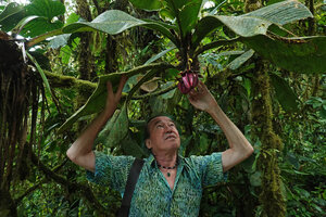 Patrick Blanc observing a Clusia with deeply ribbed hanging purple fruits, Mashpi FR, Pichincha, Ecuador, Aug. 2021