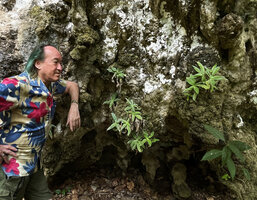 Patrick Blanc observing a Codonoboea at the base of a karst cliff, Railay, Phang Nga, Thailand, March 2022