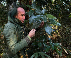 Patrick Blanc observing a deeply dentate leaf form of Aucuba japonica, Yoyogi Koen, Tokyo, Dec. 2024
