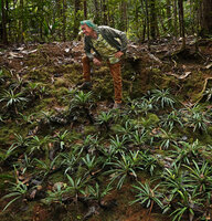 Patrick Blanc observing a dense population of Blechnum obtusatum, Riviere Bleue, New Caledonia, Aug. 2023