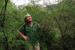 Patrick Blanc observing a dense population of the rheophytic shrub Calliandra brevipes, Aguas Mornas, Santa Catarina, Brazil, Oct. 2018