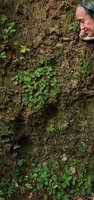 Patrick Blanc observing a dense population of the small rosetted Boea philippensis on vertical limestone earth bank, Enrekang, South Sulawesi, June 2019