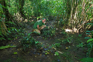 Patrick Blanc observing a dense population of the tiny erect filmy fern Cephalomanes atrovirens in forest understory swampy habitat, Halisi, Vangunu, Solomon Islands, Sept. 2019
