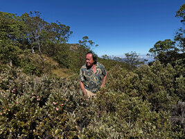 Patrick Blanc observing a dense population with pink baccate fruits of the endemic Styphelia forbesii, Mt Ramelau, Timor-Leste, Aug 2026
