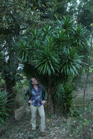 Patrick Blanc observing a Dracaena, maybe a big form of D. angustifolia, Inle Lake area, Myanmar, Dec. 2017