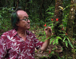 Patrick Blanc observing Aeschynanthus persimilis as a low epiphyte, Doi Suthep, Chiang Mai, Thailand, Nov. 2013