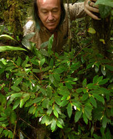 Patrick Blanc observing a flowering Begonia (Symbegonia) strigosa,  Rondon Ridge, 2000 m asl, Mount Hagen, Papua New Guinea, March 2016