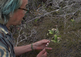 Patrick Blanc observing a flowering branch of Halfordia kendack, Anggi Lakes, 2300 m asl, Arfak Mts, West Papua, May 2025