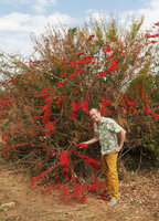Patrick Blanc observing a flowering branch of the climbing Combretum microphyllum, Salima, Malawi, Aug. 2017