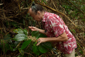 Patrick Blanc observing a flowering Elatostema australe, Biausevu, Viti Levu, Fiji, Aug. 2016