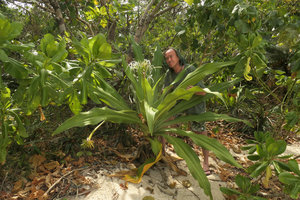 Patrick Blanc observing a flowering individual of Crinum asiaticum on sandy seashore, Macleod Is.,Tanintharyi, Myanmar, Jan. 2018