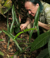 Patrick Blanc observing a flowering individual of Podolasia stipitata, Endau Rompin NP, Malaysia, April 2017