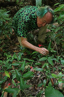 Patrick Blanc observing a flowering population of Globba atrosanguinea, Gunung Mulu NP, Sarawak, Borneo, Sept. 2018