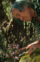 Patrick Blanc observing a flowering Sonerila annamica, Ba Na Hills, Da Nang, Vietnam, Oct. 2018