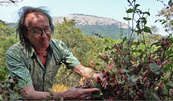 Patrick Blanc observing a flowering Strobilanthes lupulina, Chelavara Falls, Coorg, Karnataka, India, Jan.2023