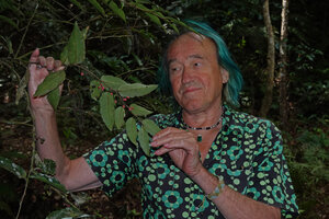 Patrick Blanc observing a fruiting branch of a female individual of Amborella trichopoda, Col d'Amieu, New Caledonia, Aug. 2023