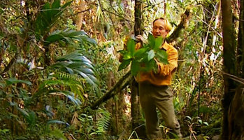 Patrick Blanc observing a Hedyosmum in perhumid forest during the ascent of the Kukenan Tepui, Venezuela, March 1999