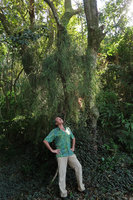 Patrick Blanc observing a huge clump of the epiphytic Rhipsalis teres, Florianopolis, Brazil, Oct. 2018