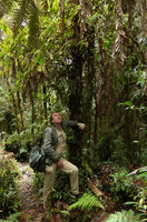 Patrick Blanc observing a huge epiphytic Cyrtandra in mossy forest, Kumul, 2800 m asl, Mount Hagen, Papua New Guinea, March 2016