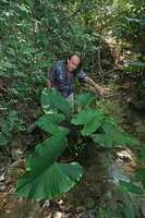 Patrick Blanc observing Alocasia alba in its forest stream habitat, Pacitan, Java, May 2018