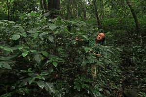 Patrick Blanc observing a monocarpic Strobilanthes in a shola forest, Maragunda, Karnataka, India, June 2018