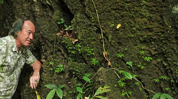 Patrick Blanc observing a mossy limestone rock covered by newly emerging Begonia pteridiformis from resting small tubers, Tham Thong Lang, Phang Nga, Thailand, June 2019