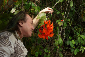 Patrick Blanc observing a Mucuna bennettii inflorescence in its riverside habitat, Karawari, Sepik, Papua New Guinea, March 2016