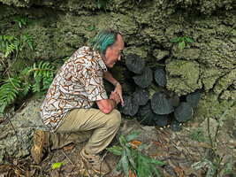Patrick Blanc observing an almost black leaved form of Begonia galeolepis on a karst boulder, Seram, Moluccas