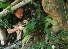Patrick Blanc observing an Aspidistra sp. with epigeous stems covering tree roots, Elephant Springs, 70 m asl, Hue, Vietnam, Oct. 2018